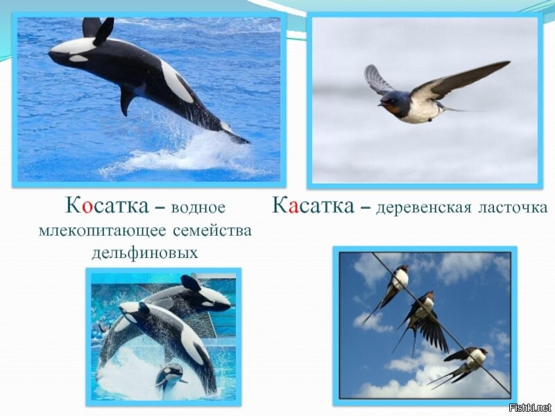 Пингвинов с удовольствием кушают не только кОсатки, но и акулы, и морские леопарды.