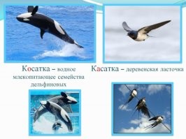 Пингвинов с удовольствием кушают не только кОсатки, но и акулы, и морские леопарды.