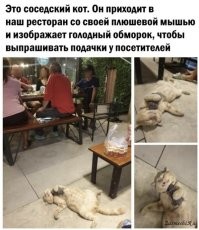 Кот требует, чтобы его покормили