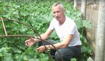 "Клеопатра утверждала, что своей красотой она обязана огурцам."