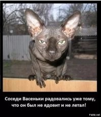 10 карликовых пород кошек