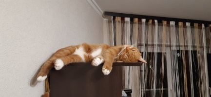 10 карликовых пород кошек