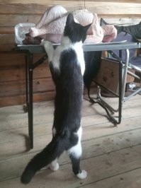 10 карликовых пород кошек