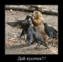 Йожика картинки. Выпуск 161