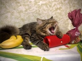 Котя поёт (зевает) под колонку.