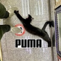 Коты, которые оккупировали магазины - и не собираются уходить