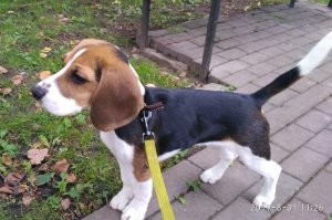 Есть такое... 
Но вот наша не воет 
Может погавкать или порычать, когда кто-то за периметром её владений ходит