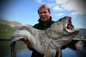 Волк, она же зубатка на фото синяя. Самая гадкая. Мясо рыхлое и водянистое. А вот пятнистая - офигенная.
