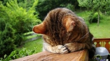 Рыцарь Печального Образа