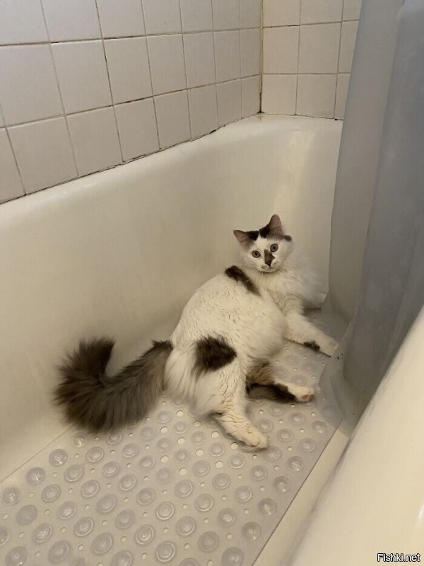 Судя по кафелю в ванной на 7-м фото сверху, тут она сидела с котами в России.