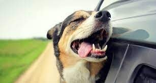 Девушка прокатилась на машине с ветерком