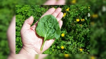 Подорожником ? Удачи !