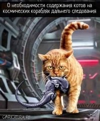 Коты во все времена полезны.