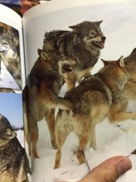 14 фото, глядя на которые так и хочется спросить: "Что я сейчас, блин, такое увидел?"