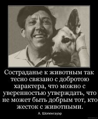 Удивительное преображение тощего пса, которого заметили среди мусора