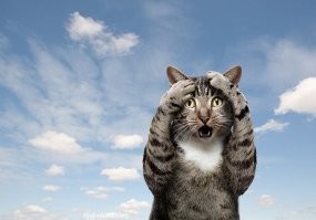 Кошачья драка с неожиданным финалом