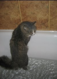 ну что, убедились что я не толстый, а пушистый?

это  пухан спокойно купался..