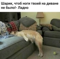У меня жила колли (померла от старости) и этой собачатине запрещали спать на диване (колли уж очень шерстью разбрасываются). А собака была умная, но хитрая. На диване спать продолжила, но одну лапу ставила на пол - мол, стою на полу, а не лежу на диване. Очень прикольно выглядело. Даже фото где-то были, но лень искать