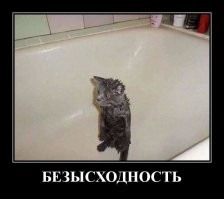 Смешные фото о том, как выглядят коты до и после купания