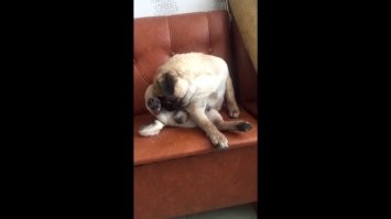 Не коту, а мопсу.