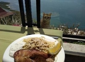 2019-году был на Кипре, фото моё, Пафос. Котик отжал пол тарелки