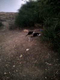 Они не совсем бездомные, в некоторых местах стоят домики для кошек, многие кормят.