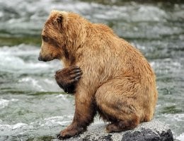 Моё почтение!