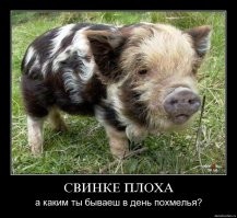 Алкопост на вечер этой пятницы