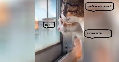 Вот&nbsp;и&nbsp;поговорили: забавный диалог двух домашних кошек с птицами