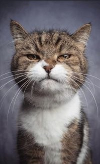 Про котов, читать, смотреть, всегда готов.