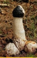 Грибочек - Phallus impudicus (фаллос обыкновенный)