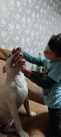 мои чертяки