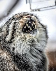 Смешно. А теперь погладь кота!