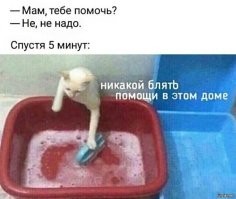 20+ уморительных кадров с нашими любимыми котейками