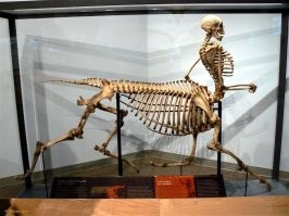 30 фотодоказательств того, какой суровой была природа миллионы лет назад