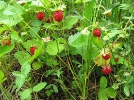 Лесная земляника имеет необыкновенно замечательный ароматный вкус.
Плоды содержат сахаров 4,32 %, протеина 1,80 %. Общая кислотность 1,89 %, таннидов 0,24 %. Кроме того плоды содержат фолиевую кислоту, пектиновые вещества. В плодах содержится от 16 до 54 мг % аскорбиновой кислоты.