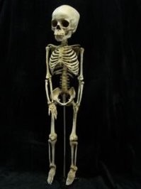 Скелет Чапаева в детстве: