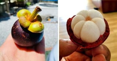 - Ты берешь обыкновенный мангустин и жаришь его на петеяровом масле. Минут пять.
- Ага. Значит, именно на петеяровом?
- А если на сливочном?
- А если на сливочном - то не получится.
- А из чего же делают петеяровое масло?
- Из ангельдинских петеяров, разве непонятно?
- Совершенно понятно! Обожаю ангельдинские петеяры! А... обыкновенные мангустины где водятся?
- Где - в Индии, где же еще?