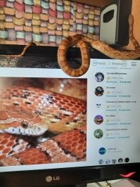 Повышенной доброты зверь