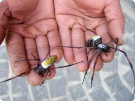 "На Мадагаскаре и в Восточной Африке живет паук Nephila. Само животное всего 7 сантиметров"

Всего 7 сантиметров... всего...

Малыш
