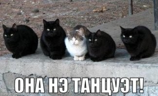 В мире животных: лев попытался познакомиться с самкой, но это не понравилось ее братьям