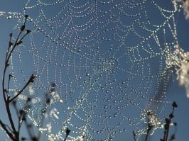 21 удивительная паутина, которая заплетет ваше сердечко нежностью
