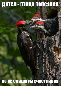 Про дятла жизненно.  Стаж окольцевания больше 30 лет.