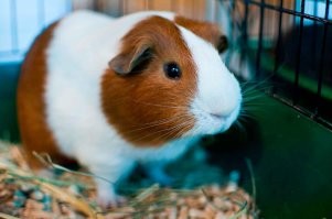 Заморская....