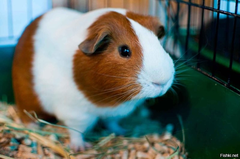 Заморская....