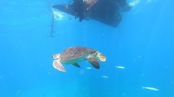 О, я тоже с командой Роя прыгал там. Классно. И раз уж начали за Тенерифе, посоветую ещё один интересный отдых - погружение к черепахам. Кто не может/боится с аквалангом, можно просто с трубочкой. Фото делал сам.