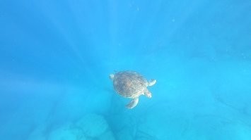 О, я тоже с командой Роя прыгал там. Классно. И раз уж начали за Тенерифе, посоветую ещё один интересный отдых - погружение к черепахам. Кто не может/боится с аквалангом, можно просто с трубочкой. Фото делал сам.