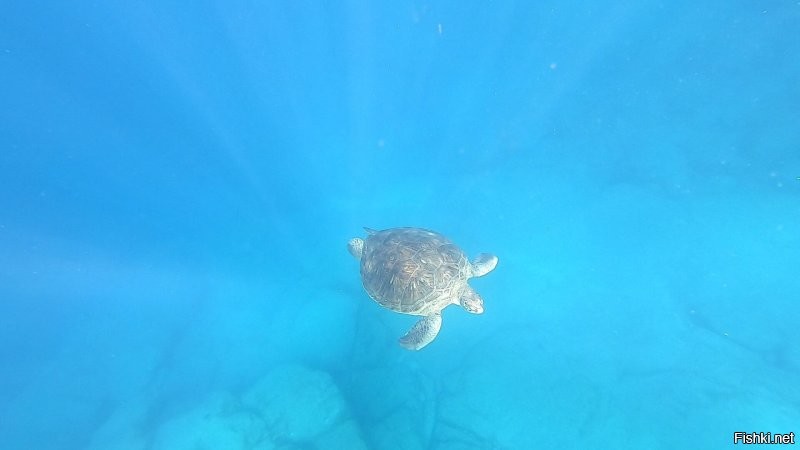 О, я тоже с командой Роя прыгал там. Классно. И раз уж начали за Тенерифе, посоветую ещё один интересный отдых - погружение к черепахам. Кто не может/боится с аквалангом, можно просто с трубочкой. Фото делал сам.