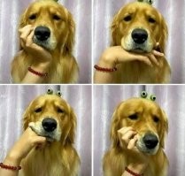 Йожика картинки. Выпуск 166