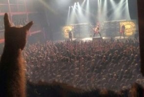 коту это расскажи!